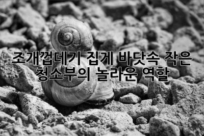 조개껍데기 집게: 바닷속 작은 청소부의 놀라운 역할